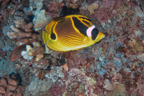 פרפרון רקון-raccoon butterflyfish