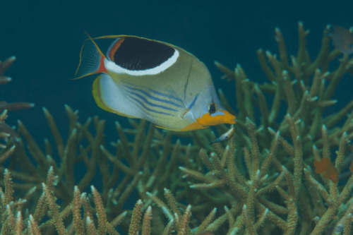 פרפרון אוכף-Saddleback Butterflyfish