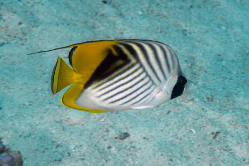 פרפרון אוריגה-Auriga Butterflyfish
