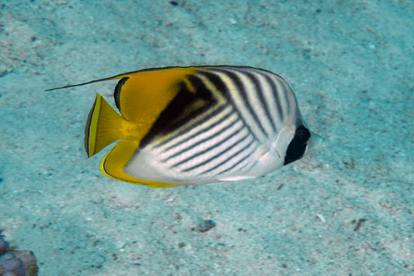 פרפרון אוריגה-Auriga Butterflyfish