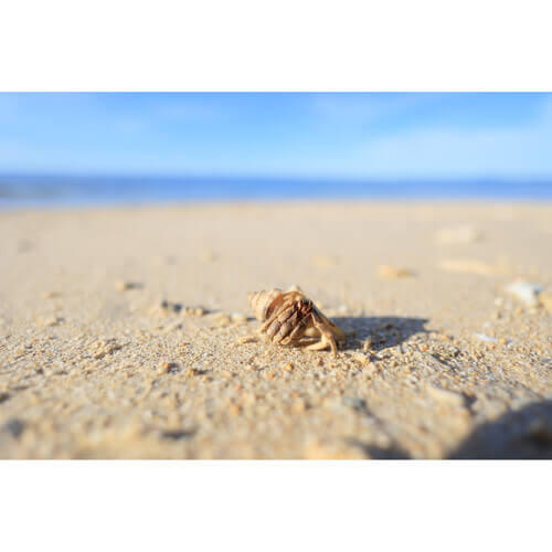 עדשת Canon RF 16mm f/2.8 STM
