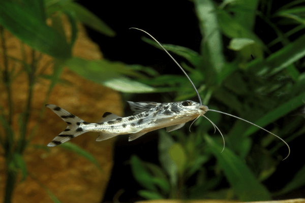 חתול פיקטוס Pictus Catfish