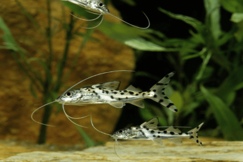 חתול פיקטוס Pictus Catfish
