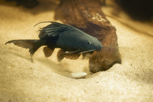 חתול מתהפך Upside Down Catfish
