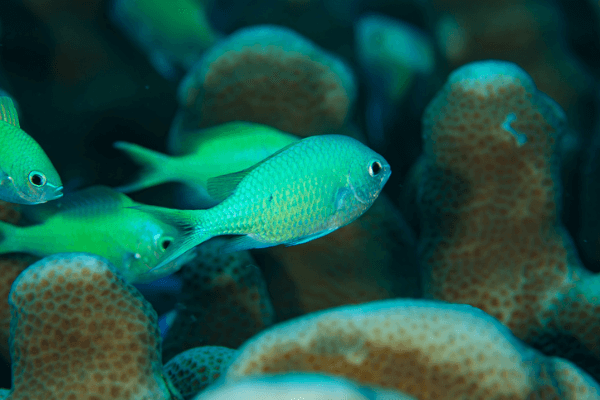 כרומיס ירוק-green chromis