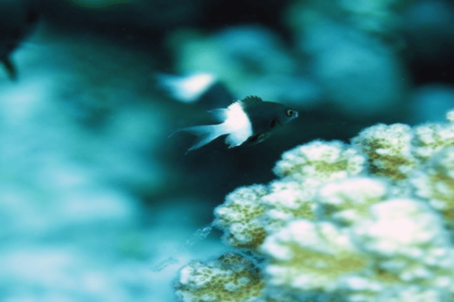 כרומיס ביקולור-Bicolor Chromis
