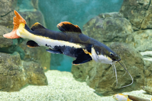 חתול זנב אדום Redtail Catfish