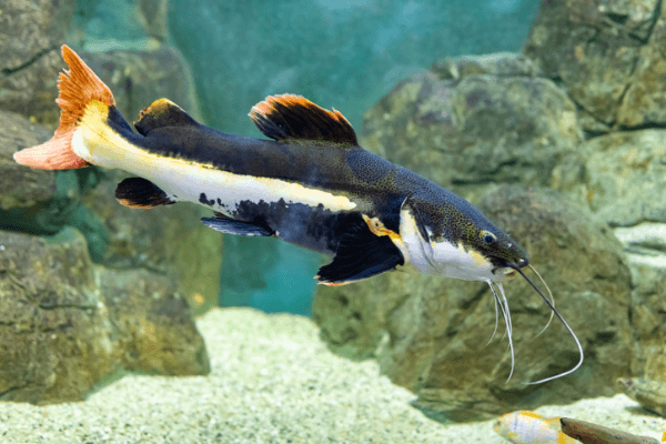 חתול זנב אדום Redtail Catfish
