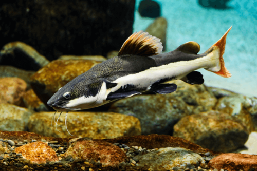 חתול זנב אדום Redtail Catfish