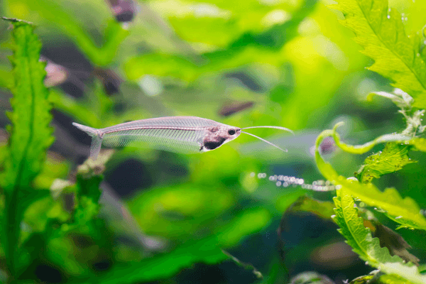 חתול זכוכית Ghost Glass Catfish 