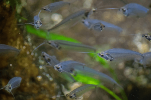 חתול זכוכית Ghost Glass Catfish 