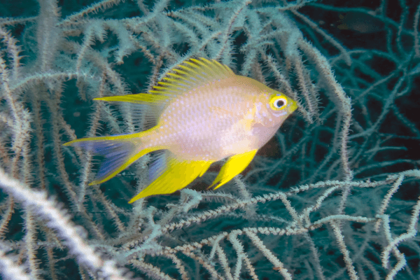 כרומיס צהוב-yellow Chromis