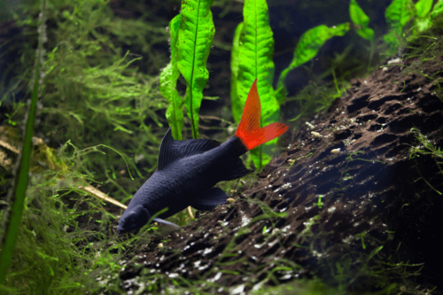 כריש זנב אדום Redtail Shark
