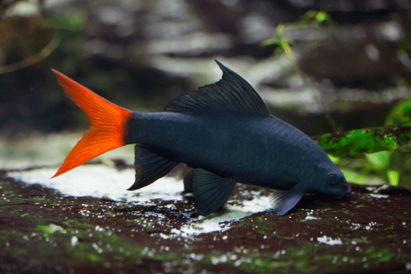 כריש זנב אדום Redtail Shark