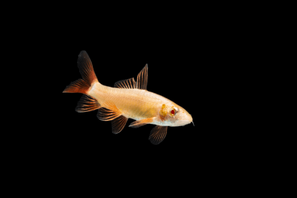 כריש קשת אלבינו Albino Rainbow Shark