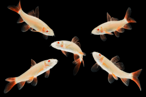 כריש קשת אלבינו Albino Rainbow Shark