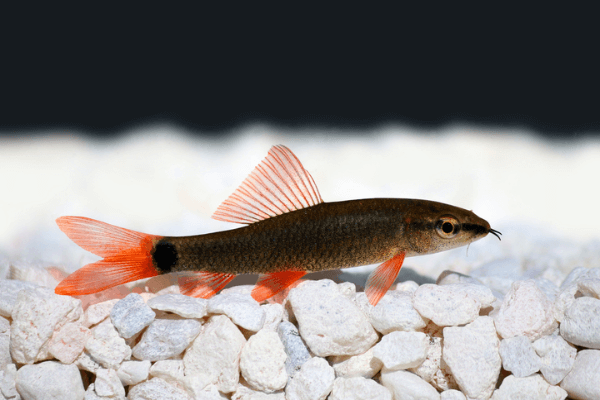 כריש קשת Rainbow Shark