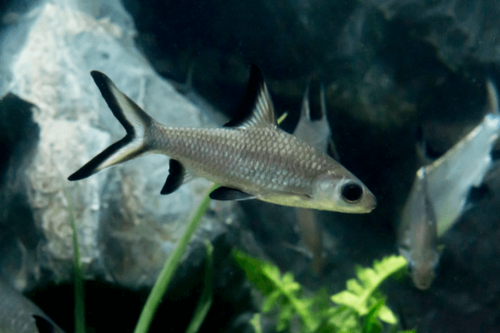 כריש באלה Bala Shark 