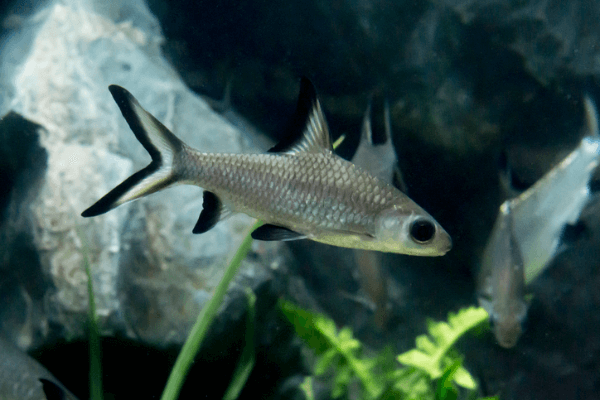 כריש באלה Bala Shark 