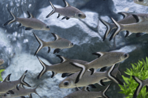 כריש באלה Bala Shark 