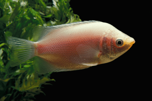 גורמי מנשק Kissing Gourami
