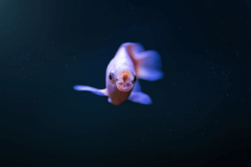 גורמי מנשק Kissing Gourami