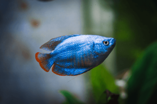 גורמי גמד כחול ניאון Neon Blue Dwarf Gourami