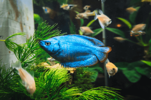 גורמי גמד כחול ניאון Neon Blue Dwarf Gourami