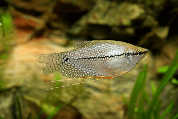 גורמי פנינה Pearl Gourami
