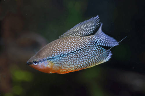 גורמי פנינה Pearl Gourami