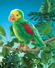 תוכי ארה מהאמזונס-2592-AMAZON PARROT