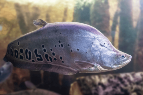 סכין ליצן Spotted Knifefish