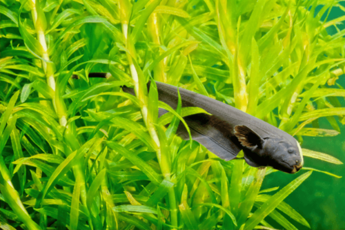 סכין נוצה Black Ghost Knifefish