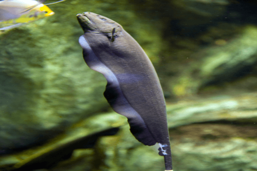 סכין נוצה Black Ghost Knifefish