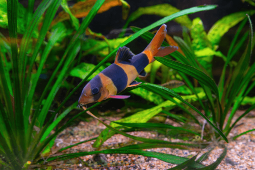 בוטיה ליצן Clown Loach
