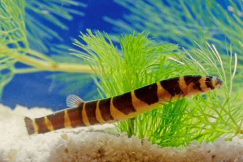 בוטיה נחש קולי Kuhli Loach