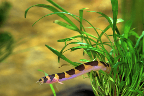 בוטיה נחש קולי Kuhli Loach
