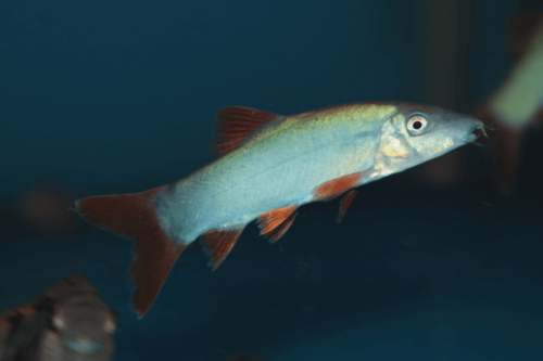 בוטיה זנב אדום Redtail Botia Loach
