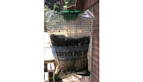 מלכודת זבובים הטורפת 