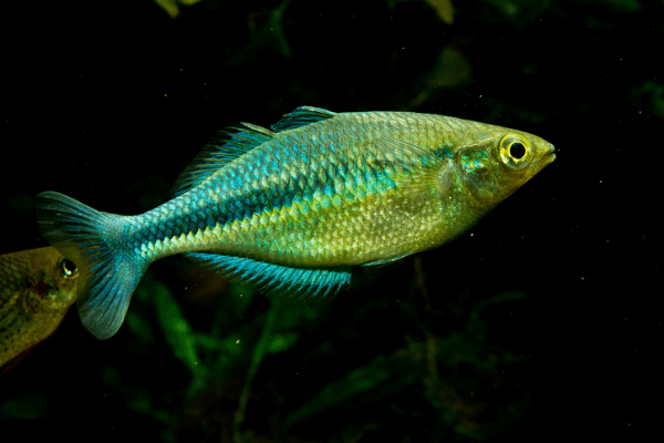 קשת טורקיז Turquoise Rainbow