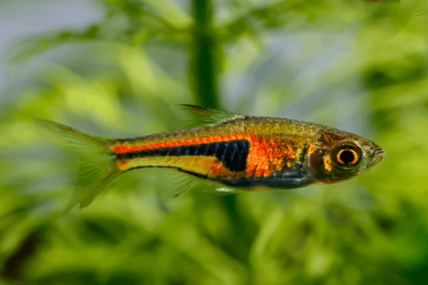 אספי רזבורה-Espei Rasbora