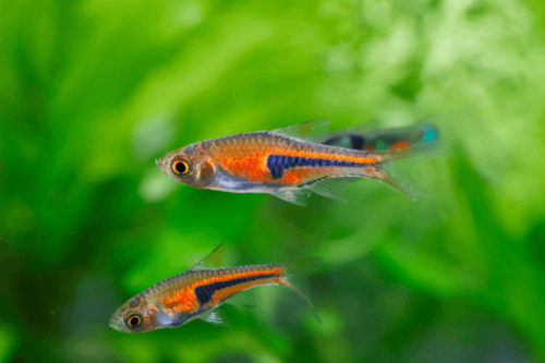 אספי רזבורה-Espei Rasbora