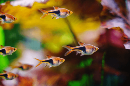 גולדן הארלקין רזבורה Golden Harlequin Rasbora