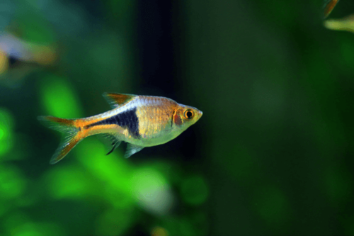 גולדן הארלקין רזבורה Golden Harlequin Rasbora