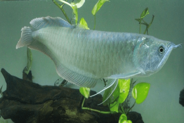 ארואנה כסופה Silver Arowana