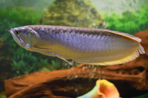 ארואנה כסופה Silver Arowana
