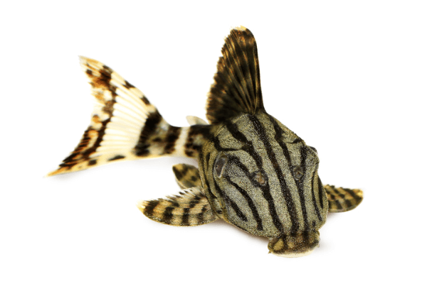 פלקו רויאל Royal Pleco L191