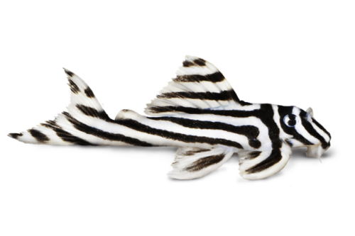פלקו זברה  Zebra Pleco L46