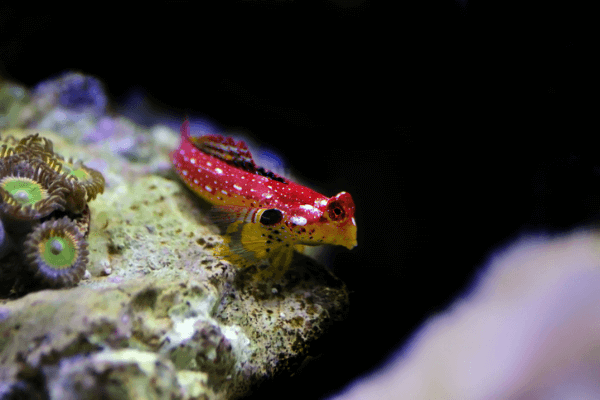 מנדרין דרקון אדום-Red Dragonet