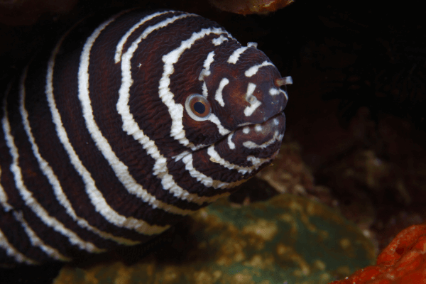 מורנת זברה-Zebra Moray Eel